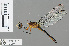  ( - RMNH.INS.501274)  @12 [ ] CreativeCommons - Attribution Non-Commercial Share-Alike (2013) Unspecified Naturalis Biodiversity Center