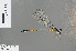  ( - RMNH.INS.501279)  @13 [ ] CreativeCommons - Attribution Non-Commercial Share-Alike (2013) Unspecified Naturalis Biodiversity Center
