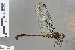  ( - RMNH.INS.501364)  @14 [ ] CreativeCommons - Attribution Non-Commercial Share-Alike (2013) Unspecified Naturalis Biodiversity Center