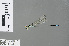  (Pseudagrion williamsoni - RMNH.INS.501365)  @13 [ ] CreativeCommons - Attribution Non-Commercial Share-Alike (2013) Unspecified Naturalis Biodiversity Center