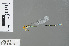  (Pseudagrion rubriceps - RMNH.INS.501366)  @14 [ ] CreativeCommons - Attribution Non-Commercial Share-Alike (2013) Unspecified Naturalis Biodiversity Center