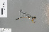  ( - RMNH.INS.501369)  @13 [ ] CreativeCommons - Attribution Non-Commercial Share-Alike (2013) Unspecified Naturalis Biodiversity Center