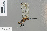  ( - RMNH.INS.501376)  @13 [ ] CreativeCommons - Attribution Non-Commercial Share-Alike (2013) Unspecified Naturalis Biodiversity Center