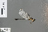  ( - RMNH.INS.501379)  @13 [ ] CreativeCommons - Attribution Non-Commercial Share-Alike (2013) Unspecified Naturalis Biodiversity Center