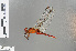  ( - RMNH.INS.501386)  @13 [ ] CreativeCommons - Attribution Non-Commercial Share-Alike (2013) Unspecified Naturalis Biodiversity Center