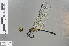  ( - RMNH.INS.501387)  @13 [ ] CreativeCommons - Attribution Non-Commercial Share-Alike (2013) Unspecified Naturalis Biodiversity Center