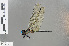  ( - RMNH.INS.501388)  @15 [ ] CreativeCommons - Attribution Non-Commercial Share-Alike (2013) Unspecified Naturalis Biodiversity Center