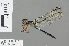  ( - RMNH.INS.501400)  @13 [ ] CreativeCommons - Attribution Non-Commercial Share-Alike (2013) Unspecified Naturalis Biodiversity Center