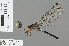  ( - RMNH.INS.501401)  @12 [ ] CreativeCommons - Attribution Non-Commercial Share-Alike (2013) Unspecified Naturalis Biodiversity Center