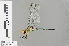 (Orthetrum guineense - RMNH.INS.501408)  @14 [ ] CreativeCommons - Attribution Non-Commercial Share-Alike (2013) Unspecified Naturalis Biodiversity Center