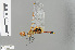  (Tramea basilaris - RMNH.INS.501420)  @14 [ ] CreativeCommons - Attribution Non-Commercial Share-Alike (2013) Unspecified Naturalis Biodiversity Center