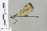  (Sapho fumosa - RMNH.INS.501428)  @15 [ ] CreativeCommons - Attribution Non-Commercial Share-Alike (2013) Unspecified Naturalis Biodiversity Center