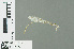  (Pseudagrion cyathiforme - RMNH.INS.501436)  @12 [ ] CreativeCommons - Attribution Non-Commercial Share-Alike (2013) Unspecified Naturalis Biodiversity Center
