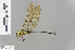  ( - RMNH.INS.501440)  @13 [ ] CreativeCommons - Attribution Non-Commercial Share-Alike (2013) Unspecified Naturalis Biodiversity Center