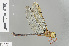  ( - RMNH.INS.501441)  @13 [ ] CreativeCommons - Attribution Non-Commercial Share-Alike (2013) Unspecified Naturalis Biodiversity Center