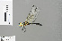  ( - RMNH.INS.501447)  @13 [ ] CreativeCommons - Attribution Non-Commercial Share-Alike (2013) Unspecified Naturalis Biodiversity Center