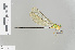  ( - RMNH.INS.501452)  @14 [ ] CreativeCommons - Attribution Non-Commercial Share-Alike (2013) Unspecified Naturalis Biodiversity Center