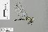  ( - RMNH.INS.501465)  @12 [ ] CreativeCommons - Attribution Non-Commercial Share-Alike (2013) Unspecified Naturalis Biodiversity Center