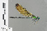  ( - RMNH.INS.501483)  @14 [ ] CreativeCommons - Attribution Non-Commercial Share-Alike (2013) Unspecified Naturalis Biodiversity Center