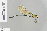  ( - RMNH.INS.501495)  @12 [ ] CreativeCommons - Attribution Non-Commercial Share-Alike (2013) Unspecified Naturalis Biodiversity Center