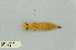 ( - RMNH.INS.501500)  @12 [ ] CreativeCommons - Attribution Non-Commercial Share-Alike (2013) Unspecified Naturalis Biodiversity Center