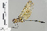  ( - RMNH.INS.501514)  @13 [ ] CreativeCommons - Attribution Non-Commercial Share-Alike (2013) Unspecified Naturalis Biodiversity Center