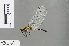  ( - RMNH.INS.501519)  @12 [ ] CreativeCommons - Attribution Non-Commercial Share-Alike (2013) Unspecified Naturalis Biodiversity Center