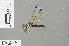  (Tetrathemis godiardi - RMNH.INS.501523)  @13 [ ] CreativeCommons - Attribution Non-Commercial Share-Alike (2013) Unspecified Naturalis Biodiversity Center