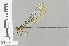  ( - RMNH.INS.501539)  @11 [ ] CreativeCommons - Attribution Non-Commercial Share-Alike (2013) Unspecified Naturalis Biodiversity Center
