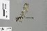  ( - RMNH.INS.501588)  @11 [ ] CreativeCommons - Attribution Non-Commercial Share-Alike (2013) Unspecified Naturalis Biodiversity Center