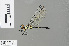  ( - RMNH.INS.501589)  @13 [ ] CreativeCommons - Attribution Non-Commercial Share-Alike (2013) Unspecified Naturalis Biodiversity Center