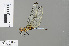  ( - RMNH.INS.501601)  @11 [ ] CreativeCommons - Attribution Non-Commercial Share-Alike (2013) Unspecified Naturalis Biodiversity Center