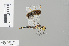  ( - RMNH.INS.501608)  @13 [ ] CreativeCommons - Attribution Non-Commercial Share-Alike (2013) Unspecified Naturalis Biodiversity Center