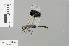 ( - RMNH.INS.501609)  @13 [ ] CreativeCommons - Attribution Non-Commercial Share-Alike (2013) Unspecified Naturalis Biodiversity Center
