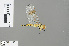  ( - RMNH.INS.501610)  @13 [ ] CreativeCommons - Attribution Non-Commercial Share-Alike (2013) Unspecified Naturalis Biodiversity Center