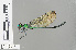  ( - RMNH.INS.501630)  @15 [ ] CreativeCommons - Attribution Non-Commercial Share-Alike (2013) Unspecified Naturalis Biodiversity Center