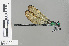  ( - RMNH.INS.501631)  @14 [ ] CreativeCommons - Attribution Non-Commercial Share-Alike (2013) Unspecified Naturalis Biodiversity Center