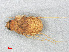  ( - RMNH.INS.501636)  @12 [ ] CreativeCommons - Attribution Non-Commercial Share-Alike (2013) Unspecified Naturalis Biodiversity Center