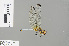  ( - RMNH.INS.501658)  @11 [ ] CreativeCommons - Attribution Non-Commercial Share-Alike (2013) Unspecified Naturalis Biodiversity Center