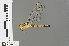  ( - RMNH.INS.501665)  @13 [ ] CreativeCommons - Attribution Non-Commercial Share-Alike (2013) Unspecified Naturalis Biodiversity Center