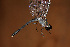  (Uracis ovipositrix - RMNH.INS.501703)  @13 [ ] CreativeCommons - Attribution Non-Commercial Share-Alike (2013) Unspecified Naturalis Biodiversity Center