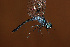  (Oligoclada walkeri - RMNH.INS.501739)  @13 [ ] CreativeCommons - Attribution Non-Commercial Share-Alike (2013) Unspecified Naturalis Biodiversity Center