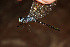  (Uracis infumata - RMNH.INS.501743)  @12 [ ] CreativeCommons - Attribution Non-Commercial Share-Alike (2013) Unspecified Naturalis Biodiversity Center