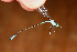  ( - RMNH.INS.501773)  @11 [ ] CreativeCommons - Attribution Non-Commercial Share-Alike (2013) Unspecified Naturalis Biodiversity Center
