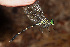  ( - RMNH.INS.501779)  @13 [ ] CreativeCommons - Attribution Non-Commercial Share-Alike (2013) Unspecified Naturalis Biodiversity Center