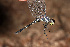  (Orthemis faaseni - RMNH.INS.501797)  @13 [ ] CreativeCommons - Attribution Non-Commercial Share-Alike (2013) Unspecified Naturalis Biodiversity Center