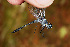  (Uracis siemensi - RMNH.INS.501821)  @13 [ ] CreativeCommons - Attribution Non-Commercial Share-Alike (2013) Unspecified Naturalis Biodiversity Center