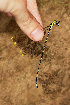  ( - RMNH.INS.501865)  @11 [ ] CreativeCommons - Attribution Non-Commercial Share-Alike (2013) Unspecified Naturalis Biodiversity Center