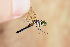  (Oligoclada - RMNH.INS.501877)  @13 [ ] CreativeCommons - Attribution Non-Commercial Share-Alike (2013) Unspecified Naturalis Biodiversity Center
