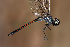  ( - RMNH.INS.501881)  @11 [ ] CreativeCommons - Attribution Non-Commercial Share-Alike (2013) Unspecified Naturalis Biodiversity Center